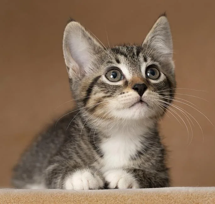 A baby medium-sized male Tabby (Brown / Chocolate) Tabby cat named Bryce for adoption in Chicago, IL
