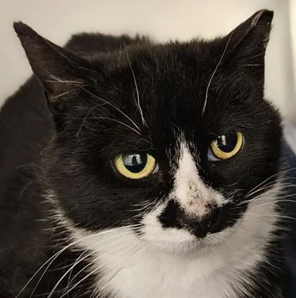 An adult medium-sized female Domestic Short Hair cat named Doc for adoption in Verona, WI