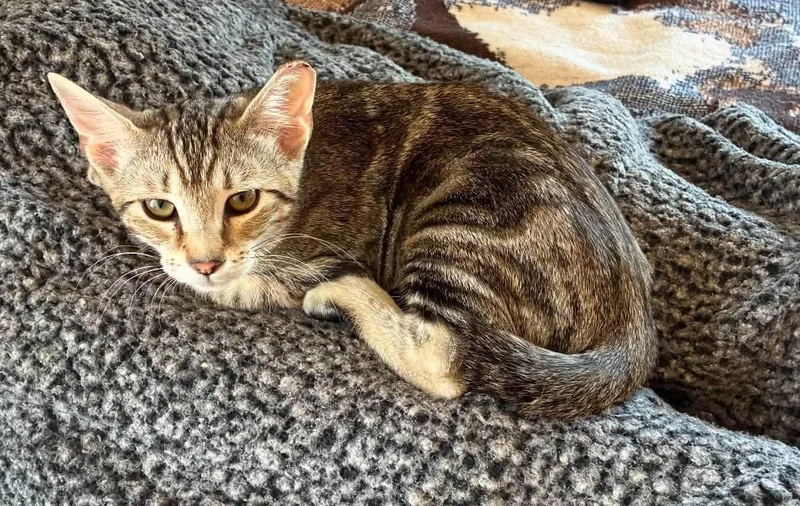 Taro