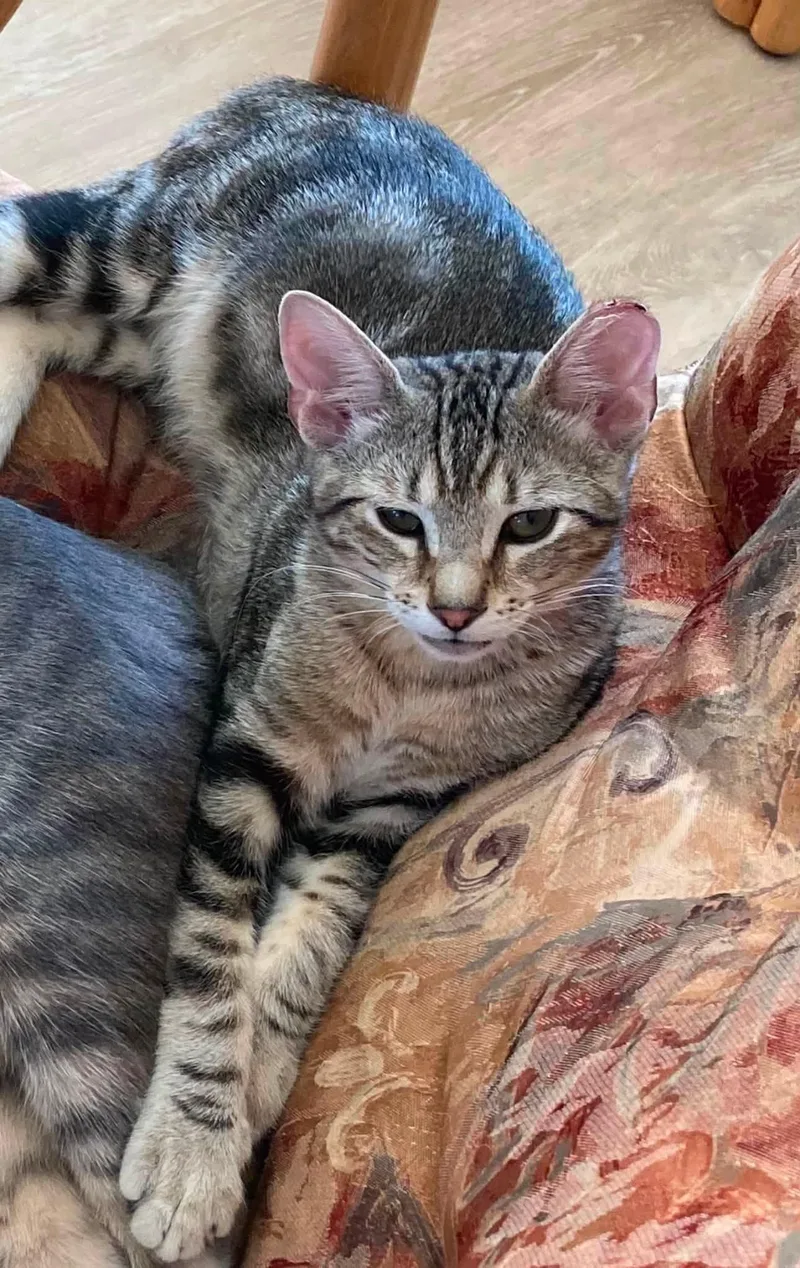 Taro thumbnail 2