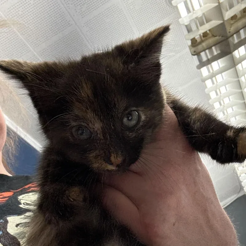 A baby small-sized female Domestic Medium Hair cat named Calamity for adoption in Oak Hill, WV