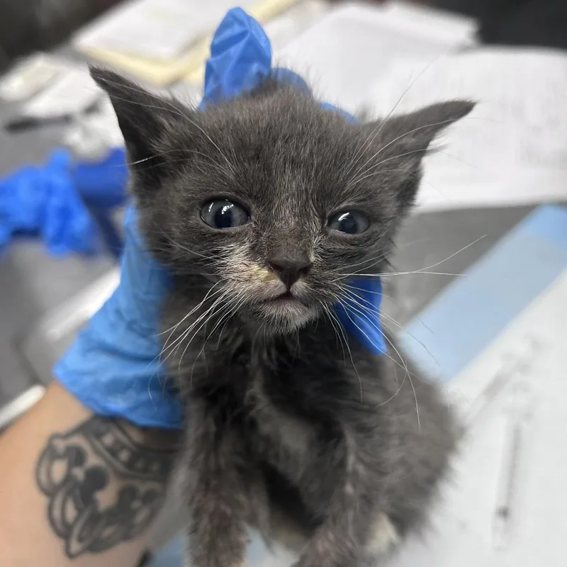 A baby small-sized male Gray / Blue / Silver Domestic Medium Hair cat named Chipper @ Petco on for adoption in Summerville, SC