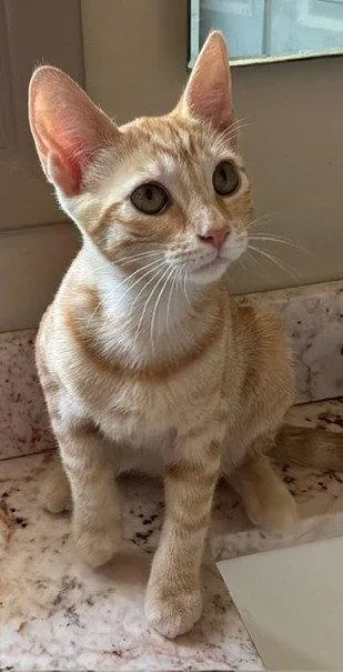 ZZ Simba