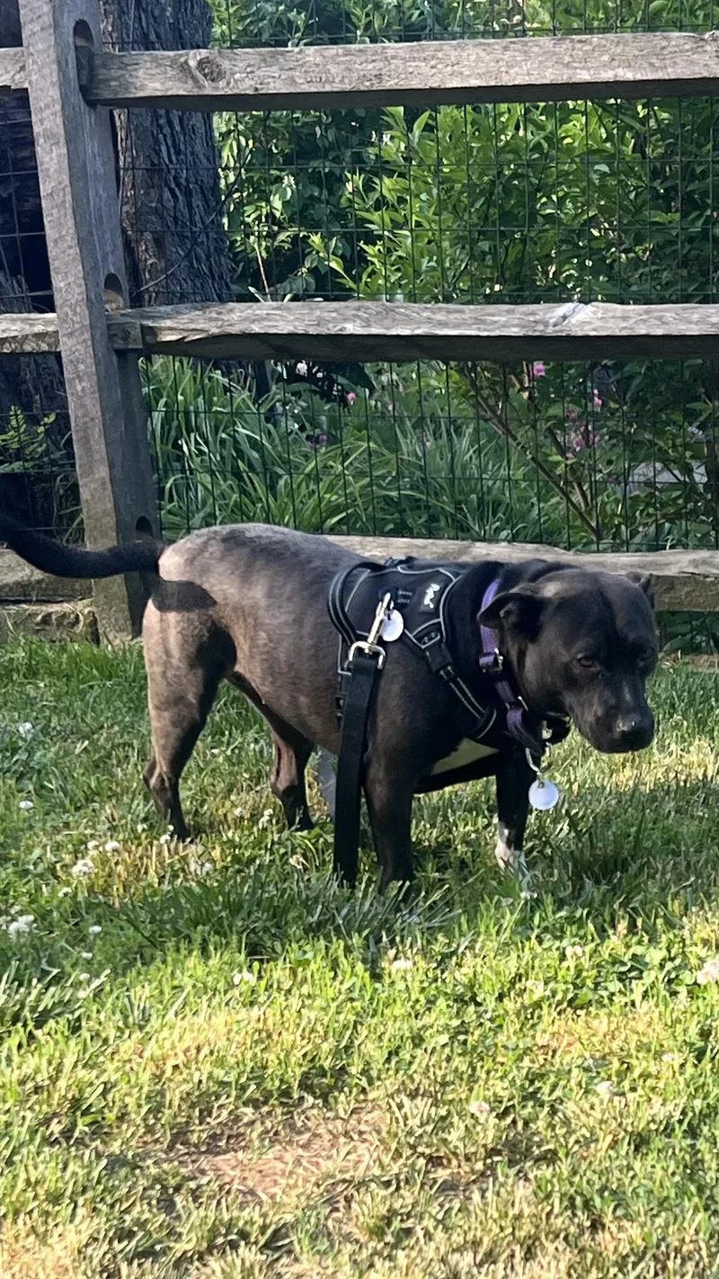 An adult medium-sized female Black Pit Bull Terrier dog named Em for adoption in Avondale, PA