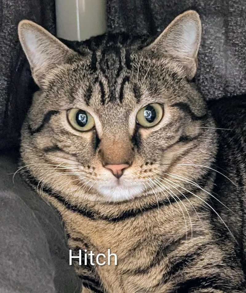 Hitch