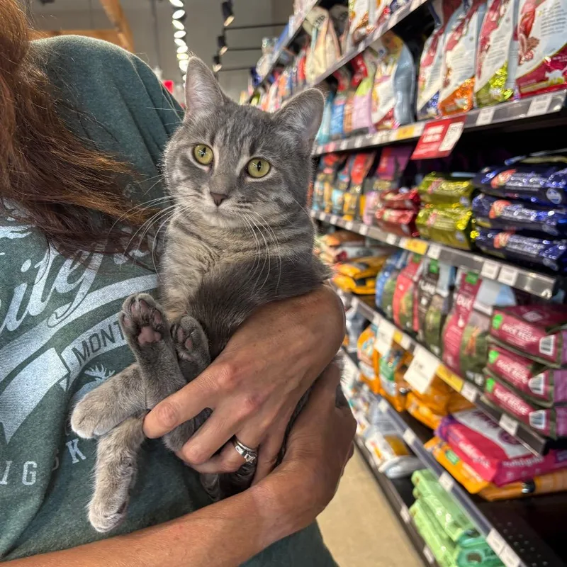 A young medium-sized female Gray / Blue / Silver Domestic Short Hair cat named Malti for adoption in St. Paul, MN