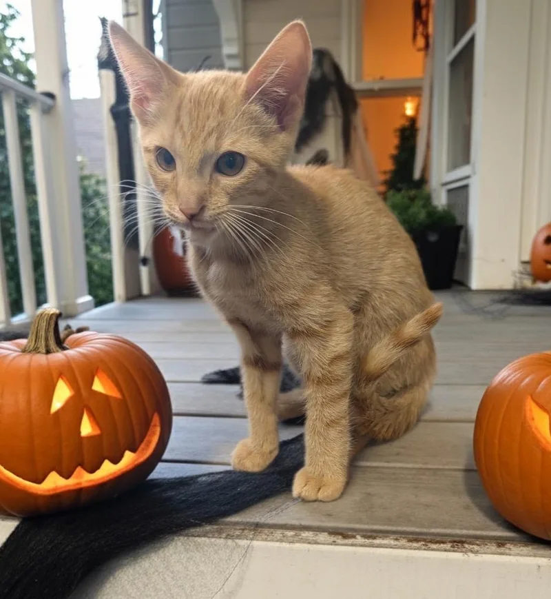 A baby small-sized female Domestic Short Hair cat named GinnyFriendly and Sweet! for adoption in Fort Myers, FL