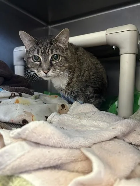 A senior medium-sized female Domestic Short Hair cat named Fieona for adoption in Brewster, MA