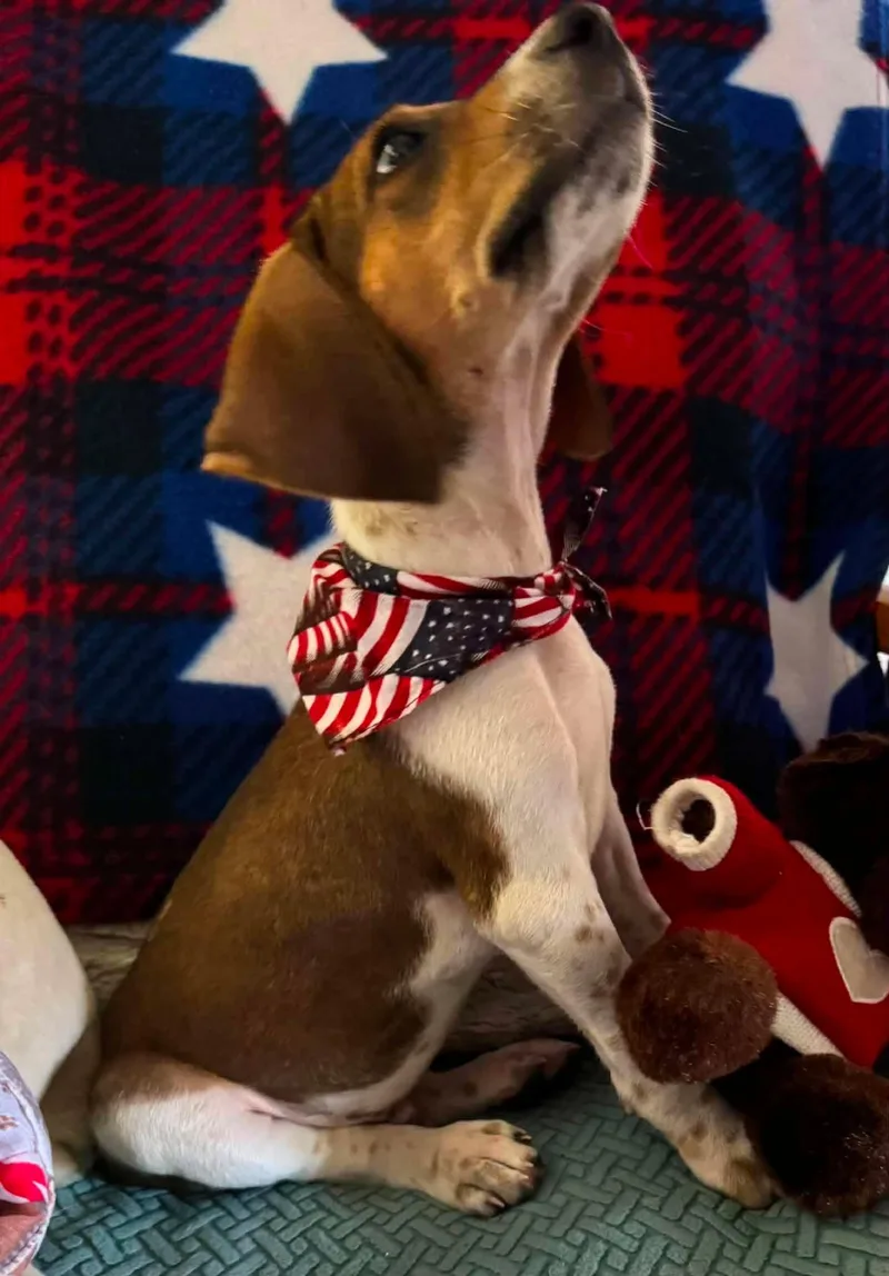 Oscar
