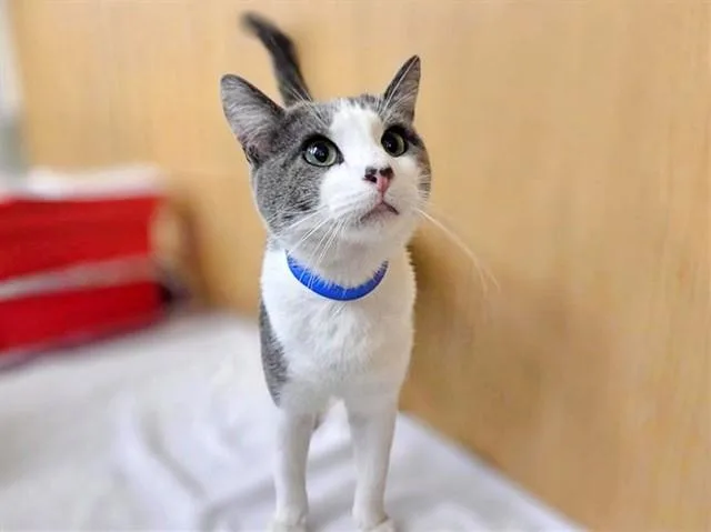 An adult large-sized male Domestic Short Hair cat named Biscuits for adoption in Saint Louis, MO
