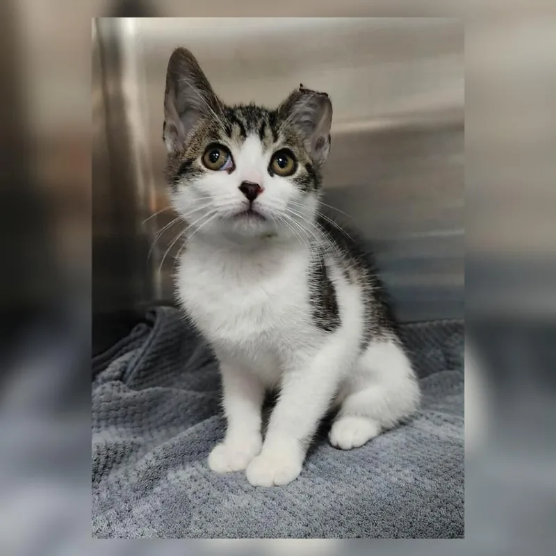 A baby small-sized female Brown / Chocolate Domestic Short Hair cat named Pepsi for adoption in Toledo, OH
