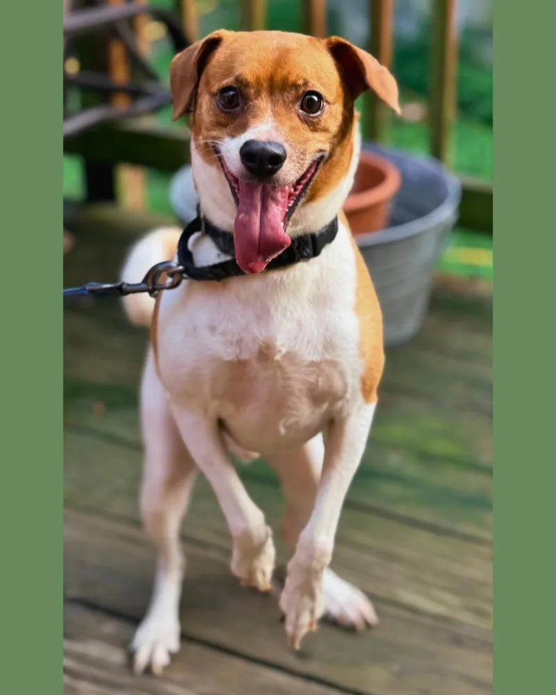 A young small-sized male Terrier dog named Theo for adoption in New York, NY
