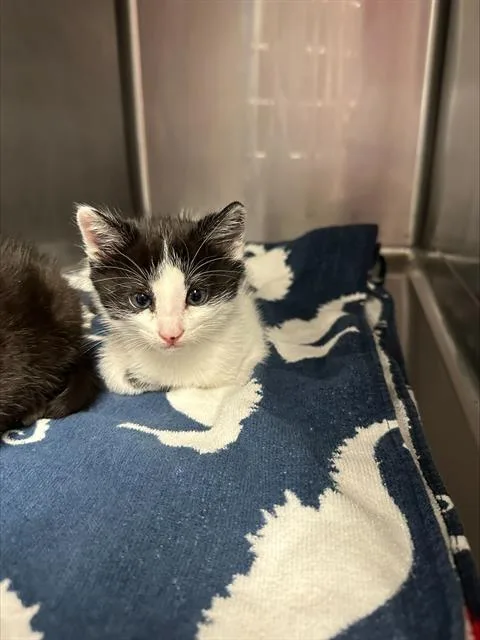 A baby small-sized male Domestic Short Hair cat named Braveheart for adoption in Santa Cruz, CA