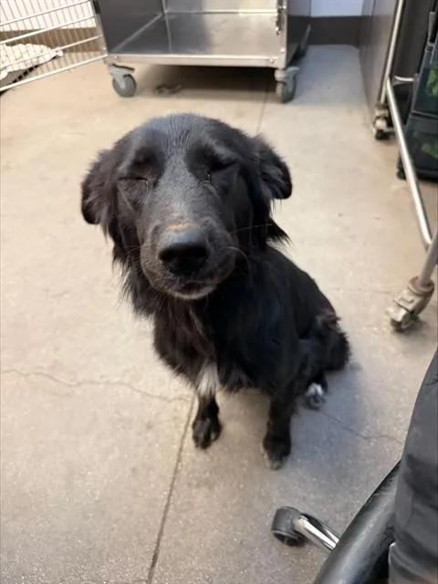 An adult large-sized female Labrador Retriever dog named Precious for adoption in Tucson, AZ