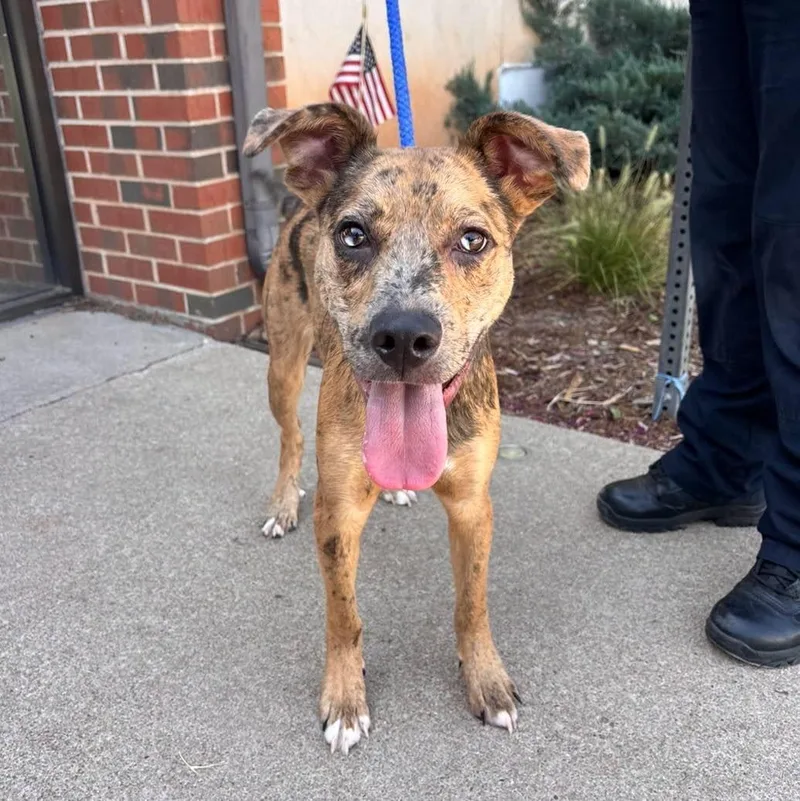A young medium-sized male Catahoula Leopard Dog dog named Kenny for adoption in Stillwater, OK