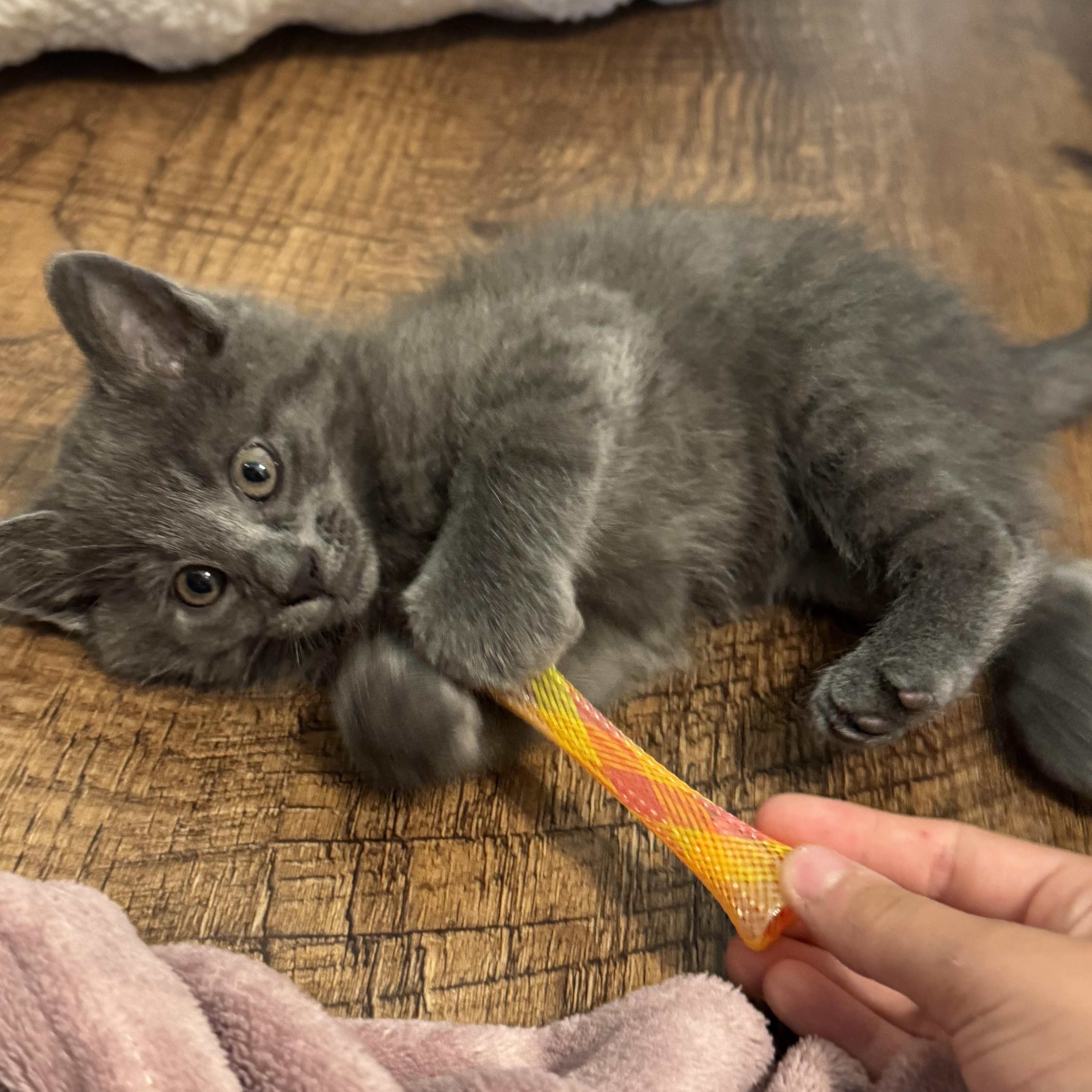 A baby medium-sized male Domestic Short Hair cat named Oliver for adoption in Keller, TX