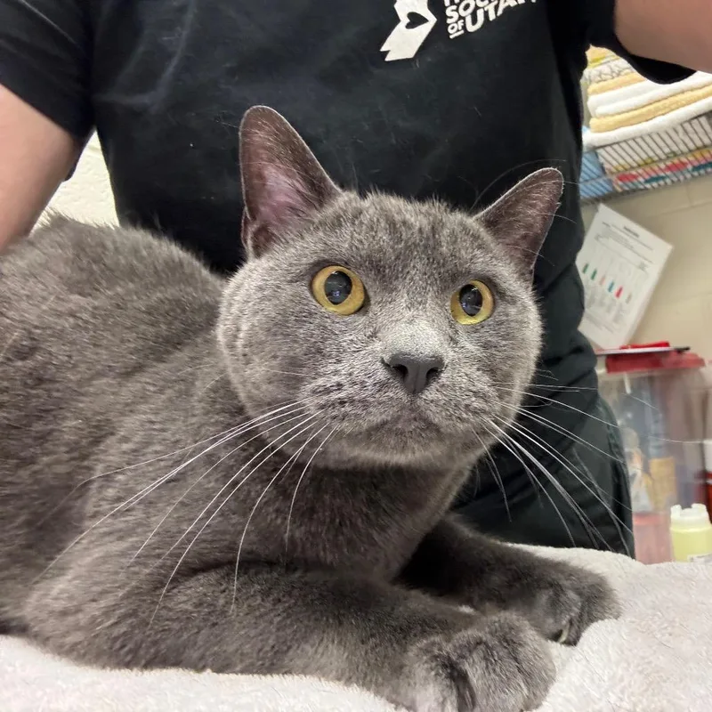A senior medium-sized male Domestic Short Hair cat named Gregg for adoption in Murray, UT