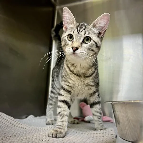 A baby large-sized female Domestic Short Hair cat named Harper for adoption in Sioux City, IA