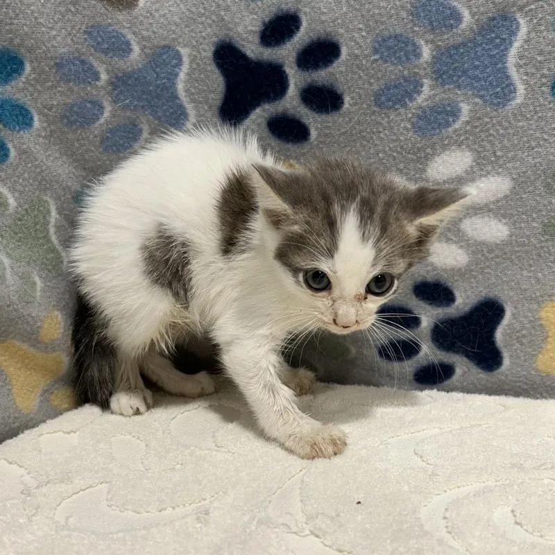 A young medium-sized male White Domestic Short Hair cat named Snowball for adoption in Tampa, FL