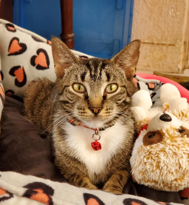 An adult medium-sized female Domestic Short Hair cat named Abbey Fka Astrid for adoption in St Petersburg, FL