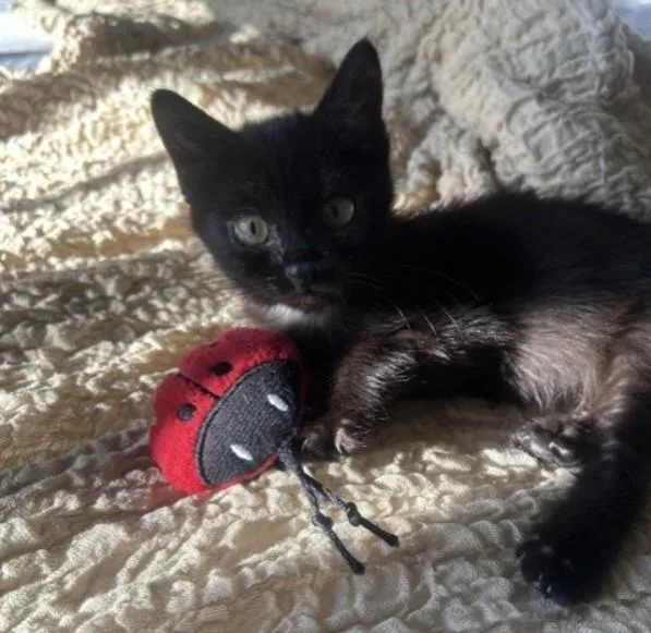 A baby small-sized female Domestic Short Hair cat named Tropical for adoption in Tucson, AZ