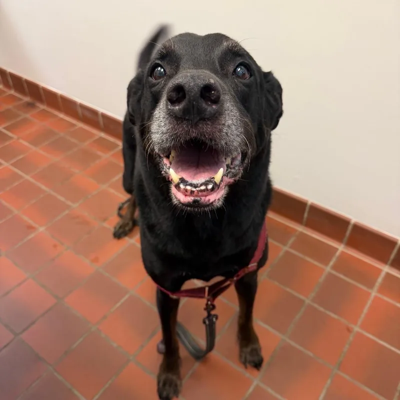 A senior large-sized male Black Labrador Retriever dog named Agape for adoption in Perkiomenville, PA
