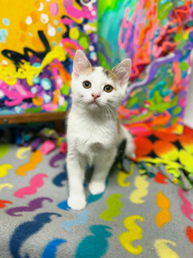 A baby small-sized female Domestic Short Hair cat named Graffiti for adoption in Effingham, IL