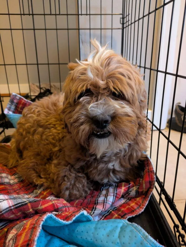 An adult small-sized male Shih Tzu dog named Milkshake for adoption in Amherst, NY