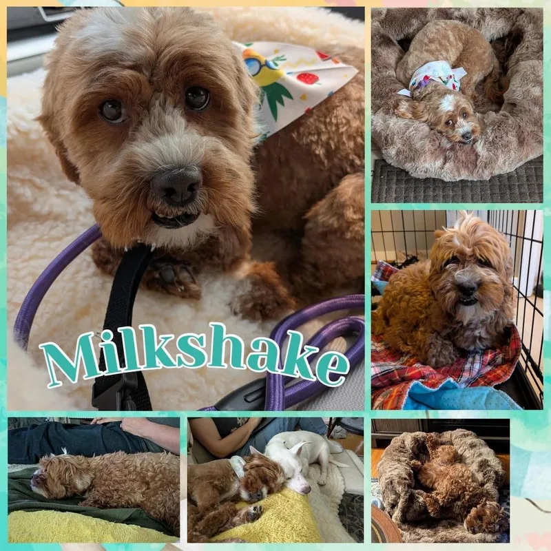 Milkshake thumbnail 2