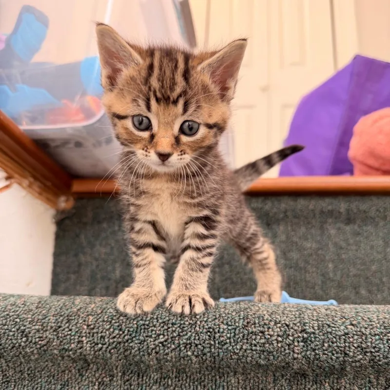 Penny Lane thumbnail 2