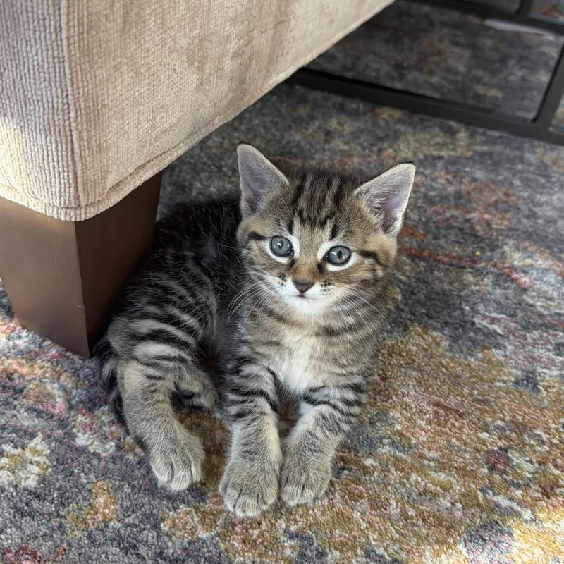 Penny Lane thumbnail 3