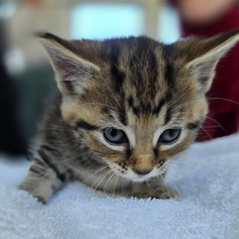 Penny Lane thumbnail 4