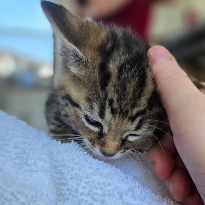 Penny Lane thumbnail 5