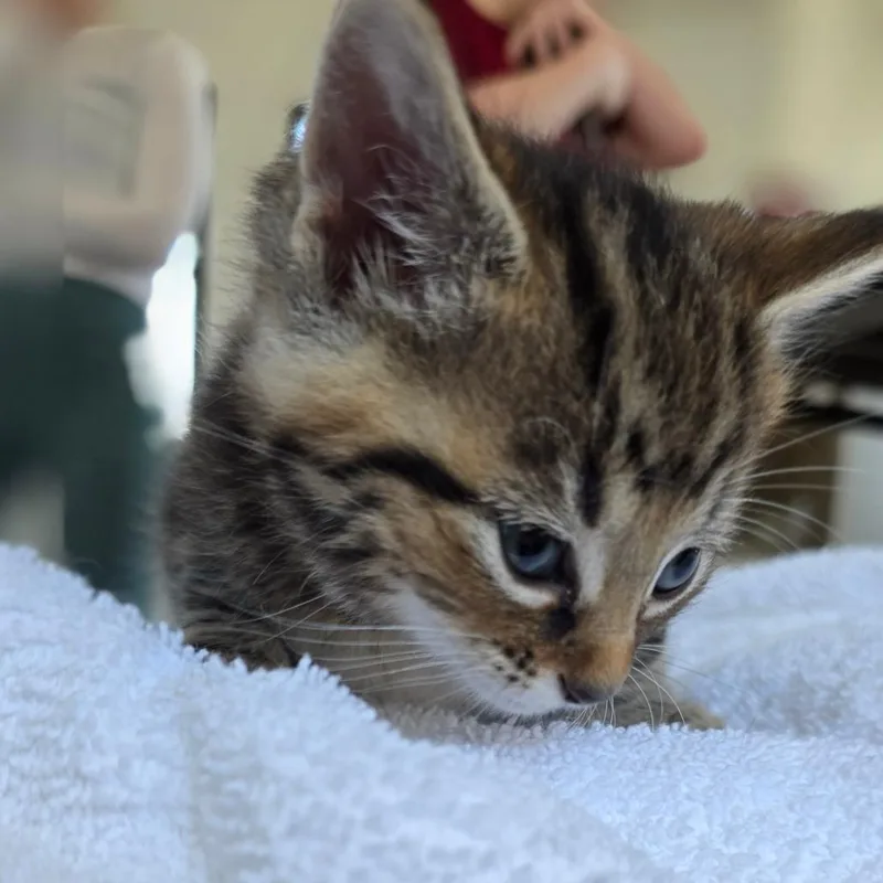 Penny Lane thumbnail 6