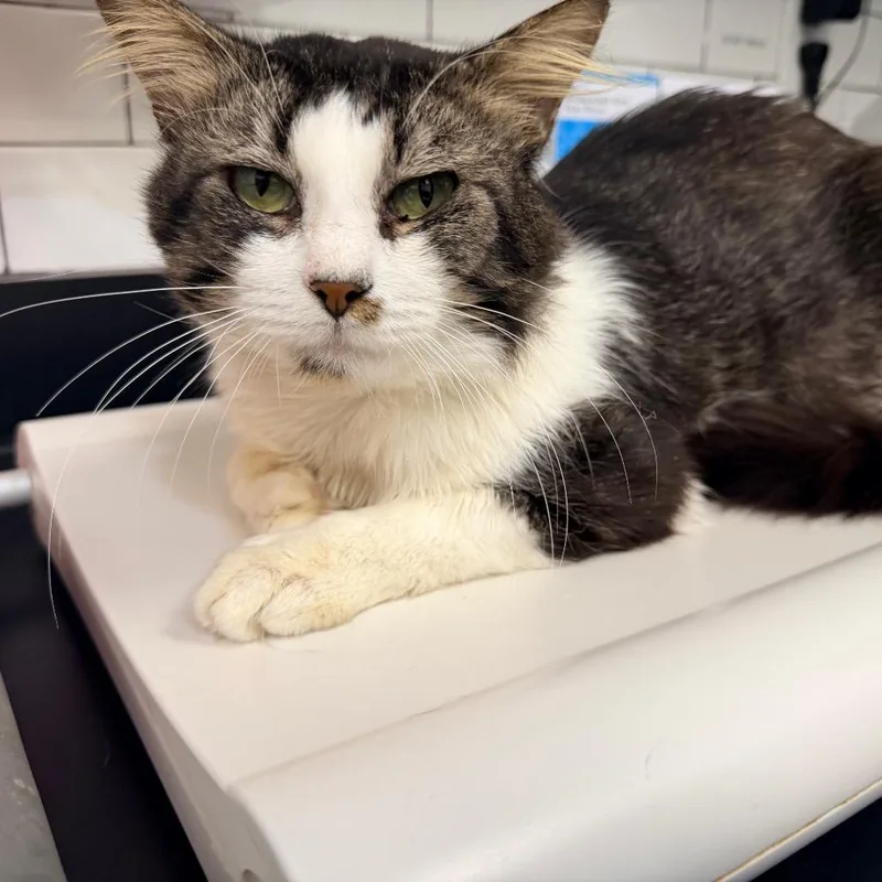 An adult large-sized male Domestic Medium Hair cat named Arthur for adoption in Ponte Vedra Beach, FL