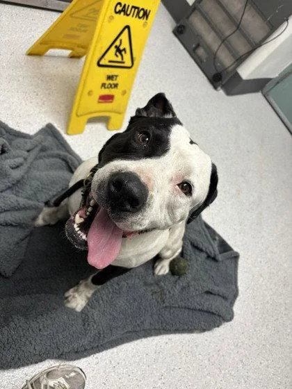 A young large-sized male Pit Bull Terrier dog named Damon for adoption in Oakland, CA
