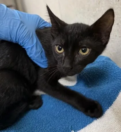 A baby small-sized female Domestic Short Hair cat named Cinder for adoption in Honolulu, HI