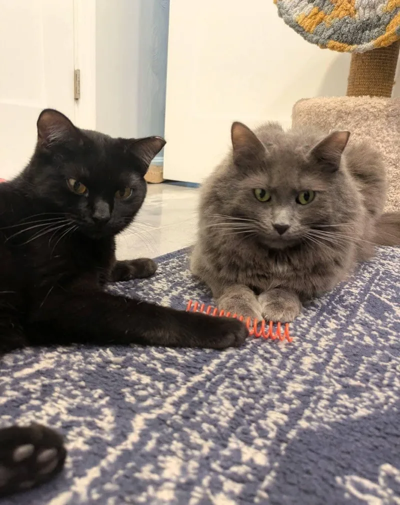 A young medium-sized female Domestic Long Hair cat named Nimbus for adoption in Carnegie, PA