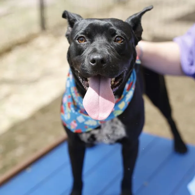 A young medium-sized female American Staffordshire Terrier dog named Callie for adoption in San Antonio, TX
