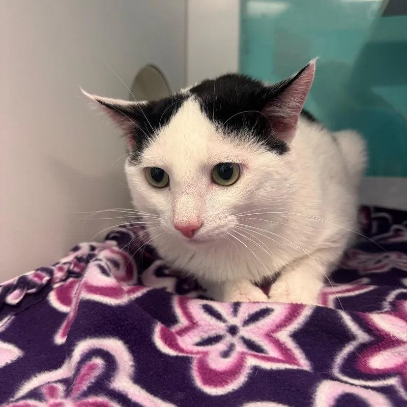 An adult medium-sized male White Domestic Short Hair cat named Otis for adoption in Lake Jackson, TX