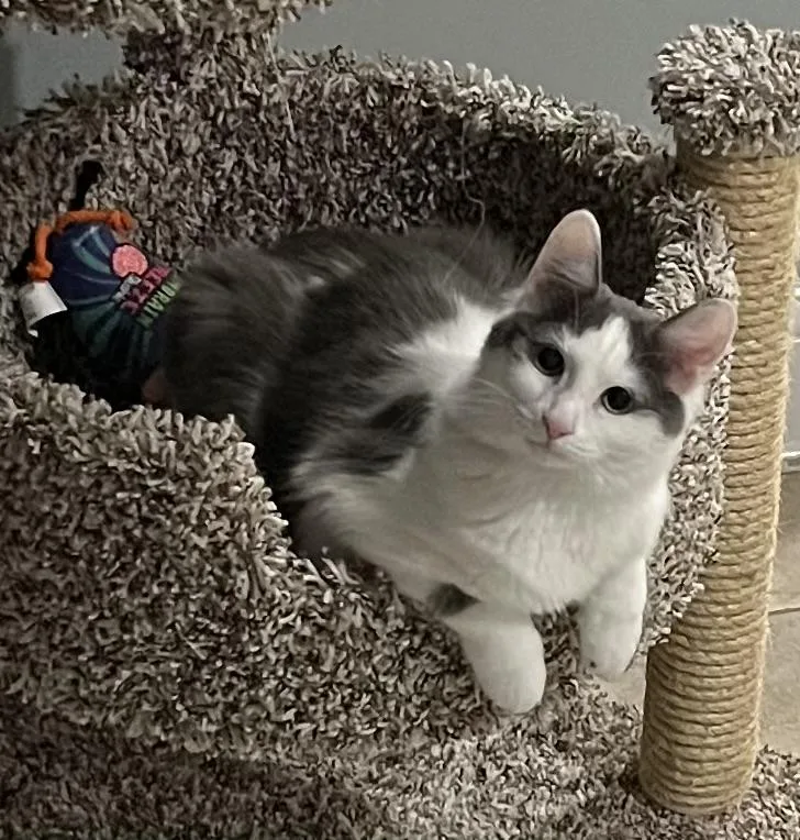 A young medium-sized female Gray & White Norwegian Forest Cat cat named Marina for adoption in Allentown, NJ
