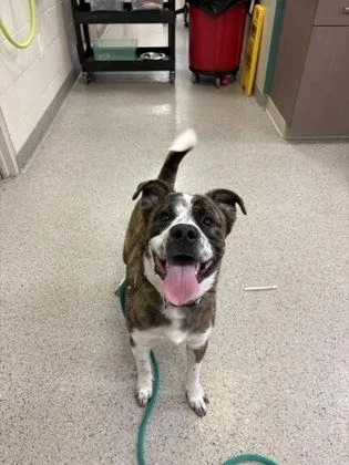 A young medium-sized male Pit Bull Terrier dog named Mr. Dior for adoption in Fishers, IN