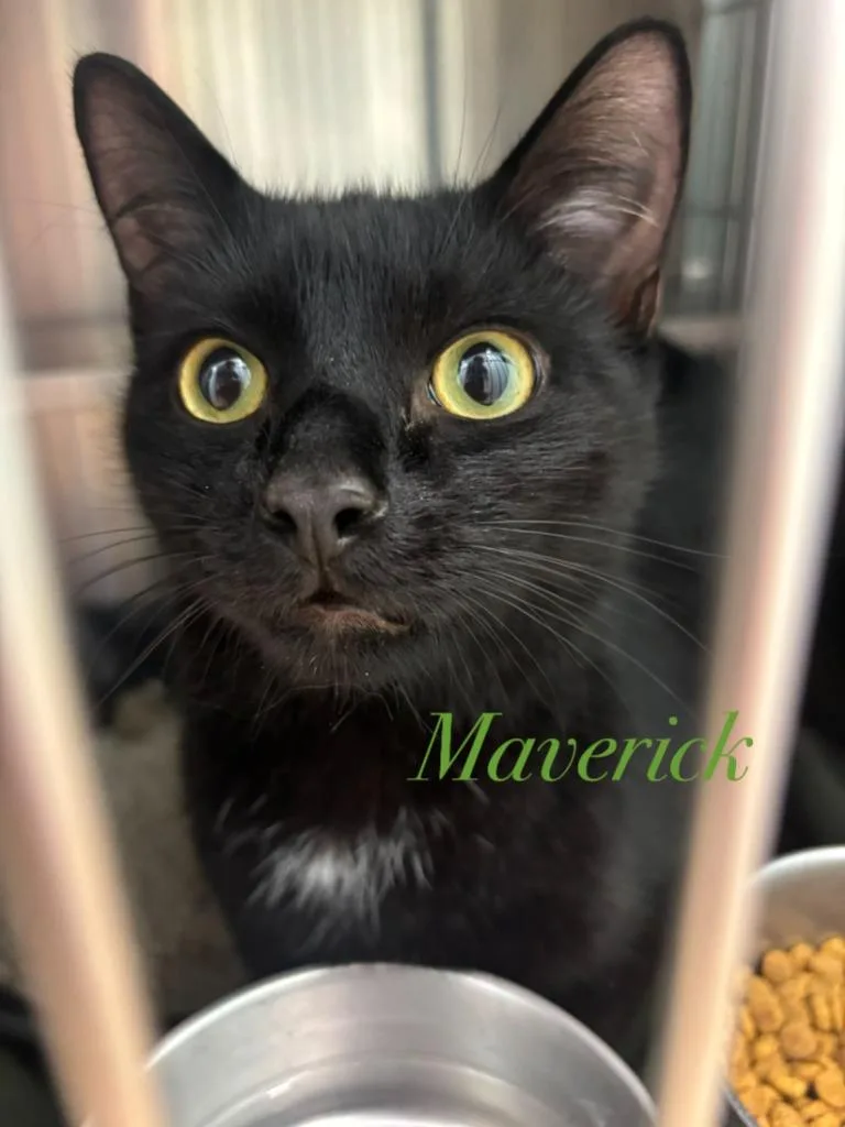 An adult medium-sized male Domestic Short Hair cat named Maverick for adoption in Cambridge, MD