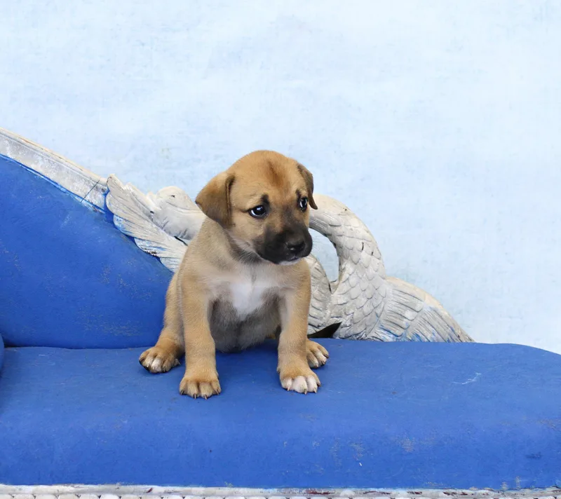 A baby large-sized female Brown / Chocolate German Shepherd Dog dog named Shimmer for adoption in Simsbury, CT