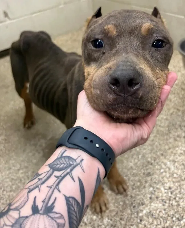 An adult medium-sized female Gray / Blue / Silver Pit Bull Terrier dog named Dolly for adoption in Katy, TX