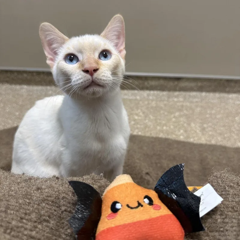 A baby small-sized male Flame Point Domestic Short Hair cat named Gouda for adoption in Sonoma, CA