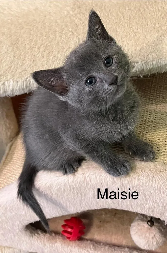 A baby medium-sized female Gray / Blue / Silver Domestic Short Hair cat named Maisie for adoption in Dorr, MI
