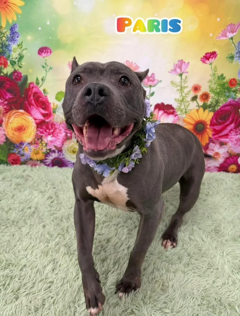 A senior large-sized female Gray / Blue / Silver Mixed Breed dog named Paris for adoption in Flint, MI