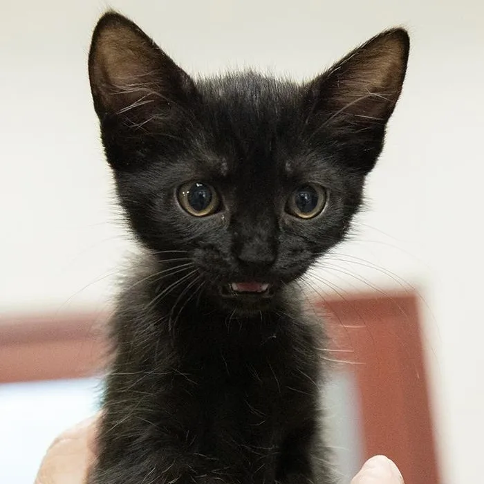 A baby medium-sized female Black Domestic Short Hair cat named Taco for adoption in Slidell, LA