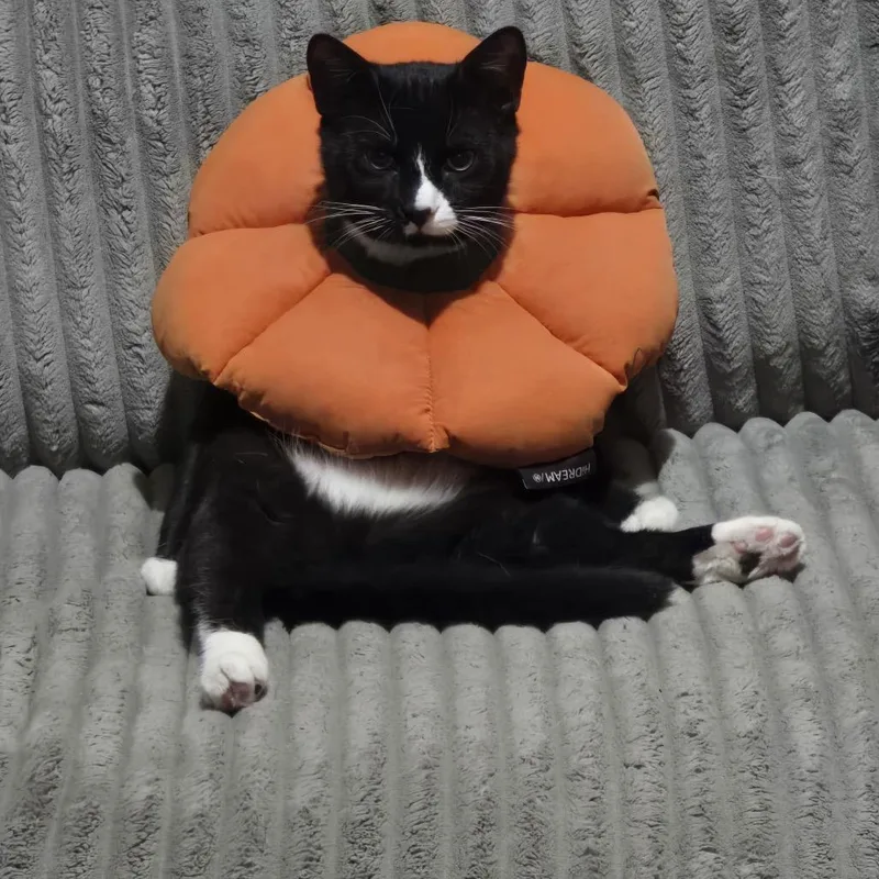 Hans With Oreo